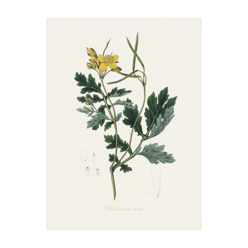 Greater Celandine (chelidonium Majus) Medical Botany Art print