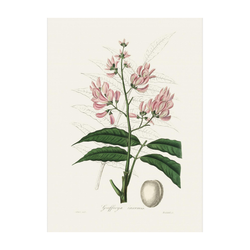 Geoffroya Inermis Medical Botany Art print