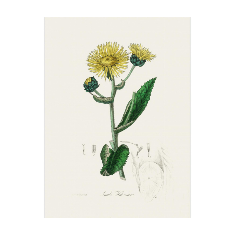 Elecampane (inula Helenium) Medical Botany Art print