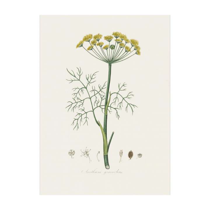 Dill (anethum Graveolens)  Medical Botany Art print