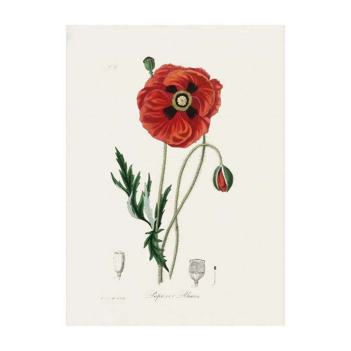 Common Poppy (papaver Rhoeas) Medical Botany Art Print