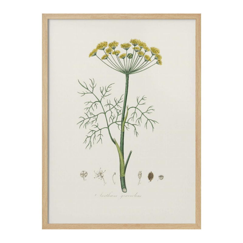 Dill (anethum Graveolens)  Medical Botany Art print