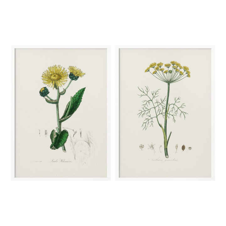 Set "Arte Herbarium II" Art Prints