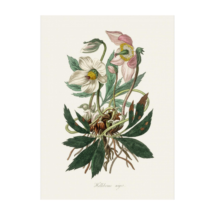 Christmas Rose (helleborus Niger)  Medical Botany Art Print