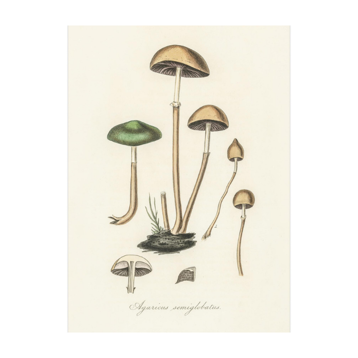 Agaricus Semiglobatus Art Print