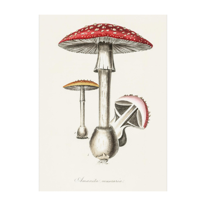 Amanita Muscaria Art Print