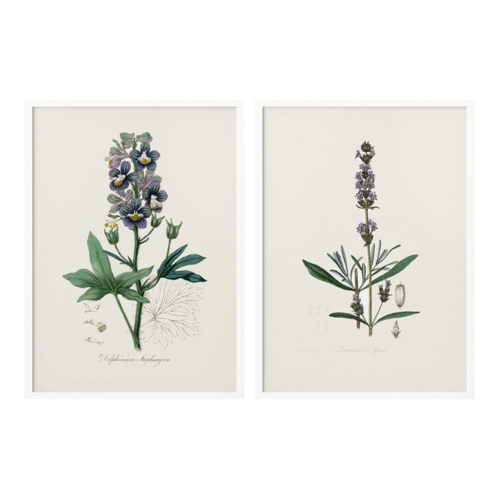 Set "Arte Herbarium I" Art Prints