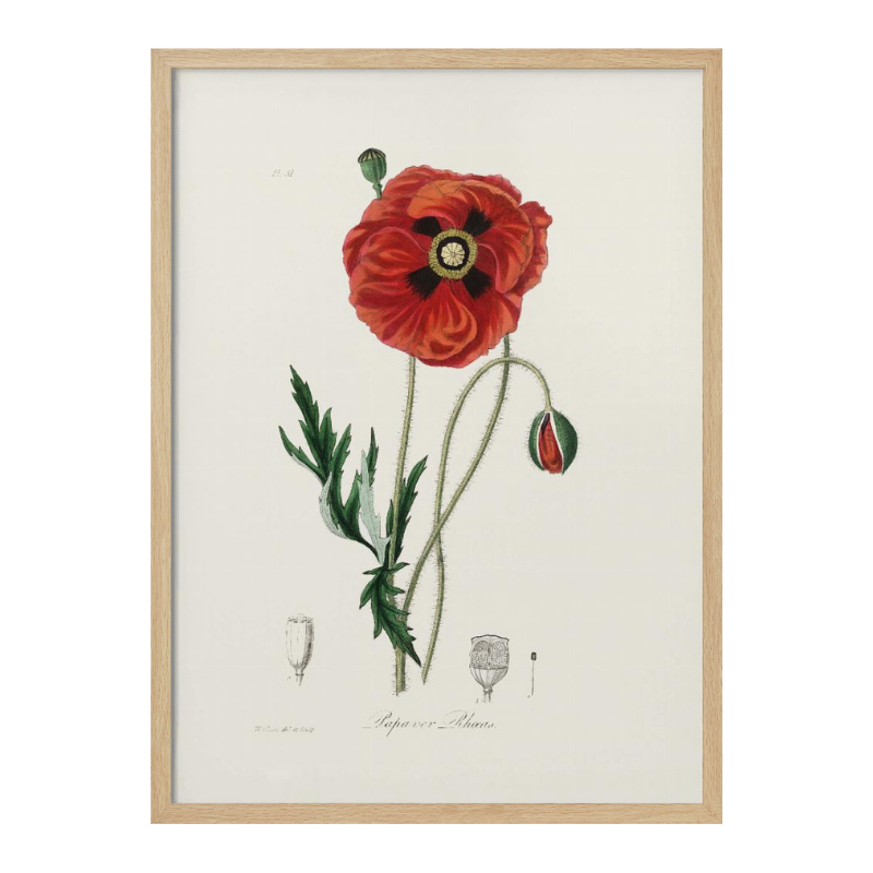 Common Poppy (papaver Rhoeas) Medical Botany Art Print