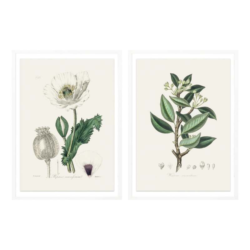 Set "Arte Herbarium III" Art Prints