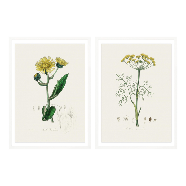 Set "Arte Herbarium II" Art Prints