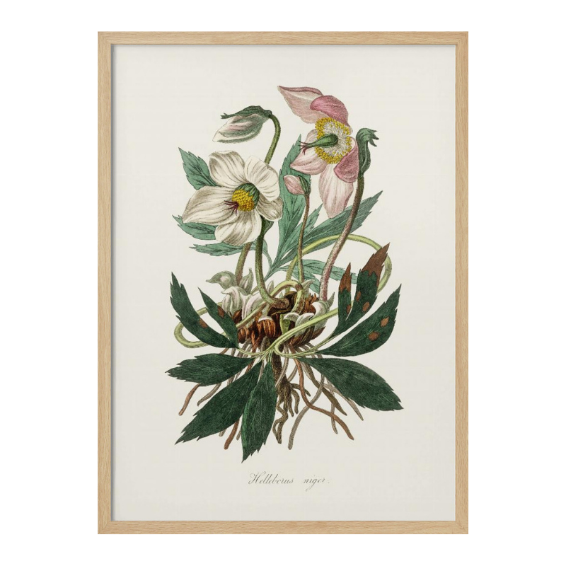 Christmas Rose (helleborus Niger)  Medical Botany Art Print