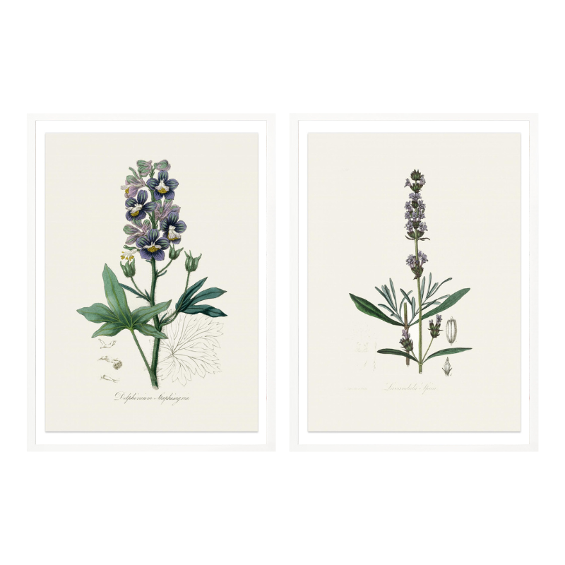 Set "Arte Herbarium I" Art Prints