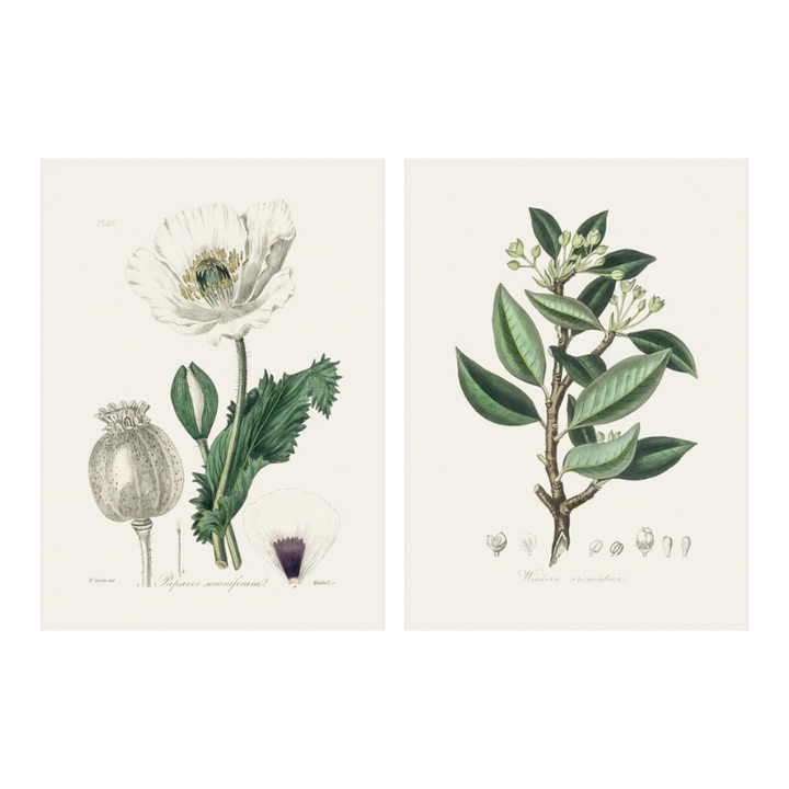 Set "Arte Herbarium III" Art Prints