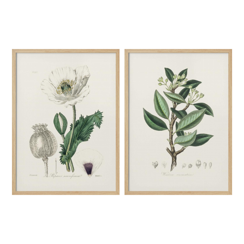 Set "Arte Herbarium III" Art Prints