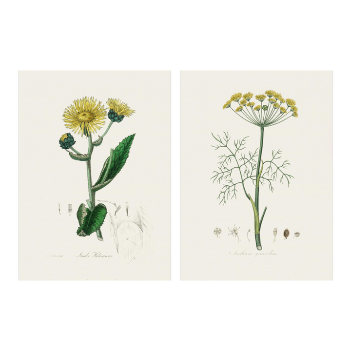 Set "Arte Herbarium II" Art Prints