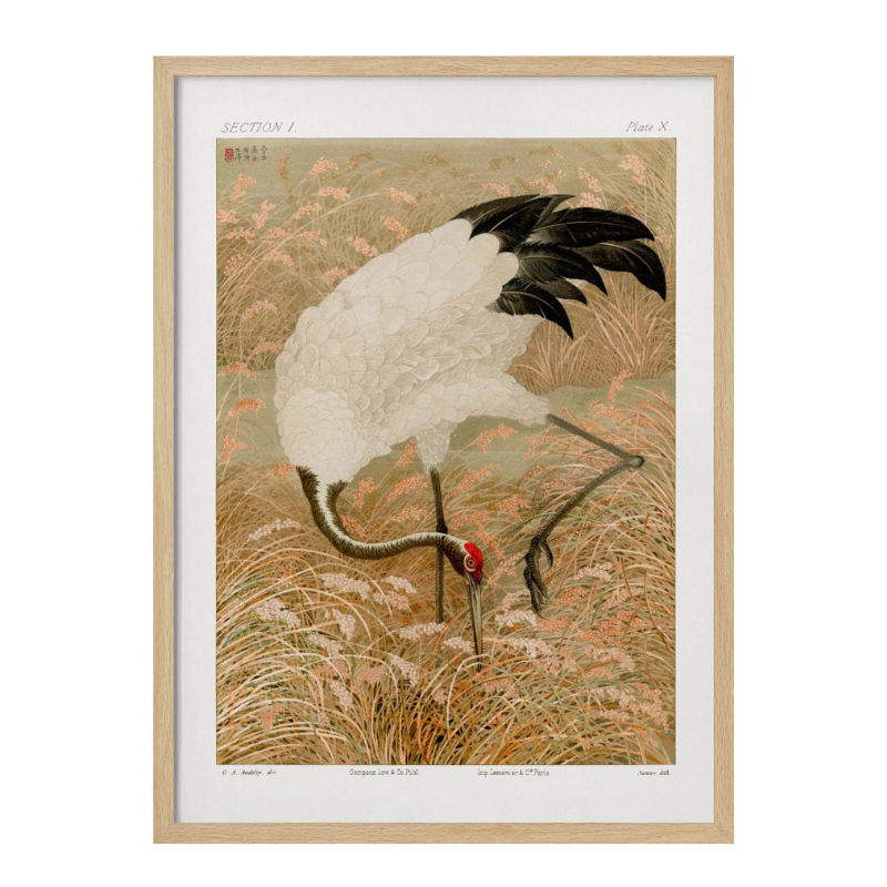 Cuadro "Sarus Crane In Rice Field"
