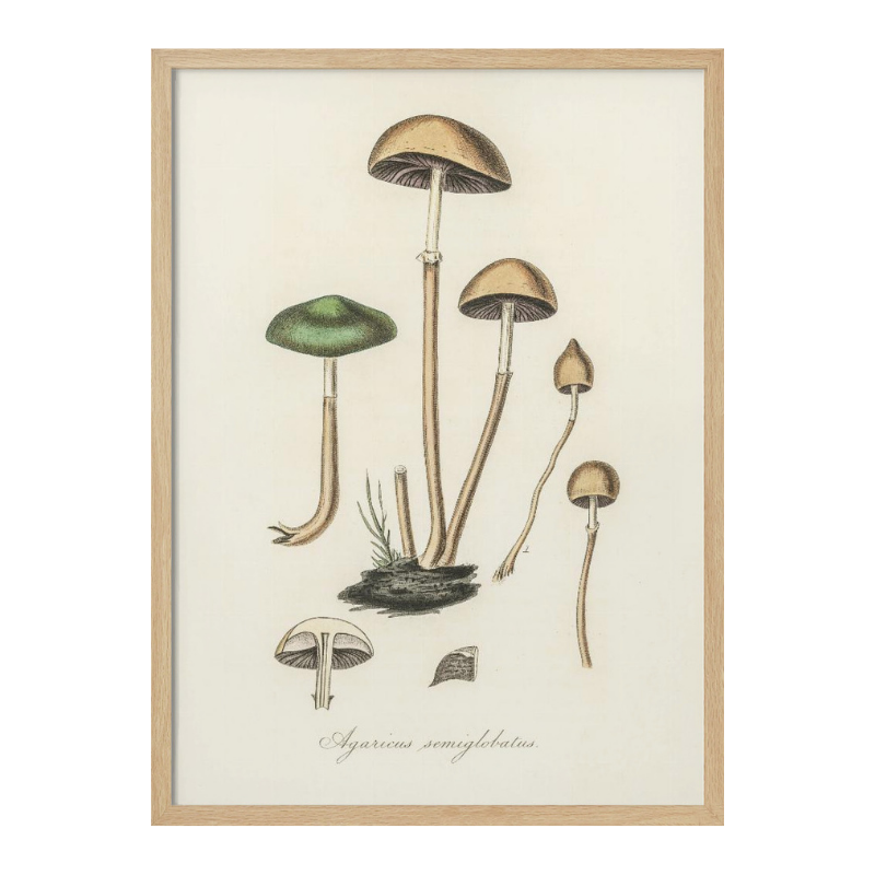 Agaricus Semiglobatus Art Print