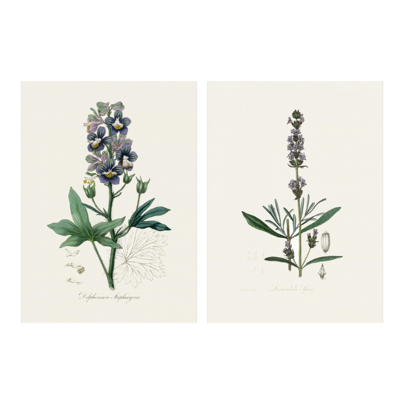 Set "Arte Herbarium I" Art Prints