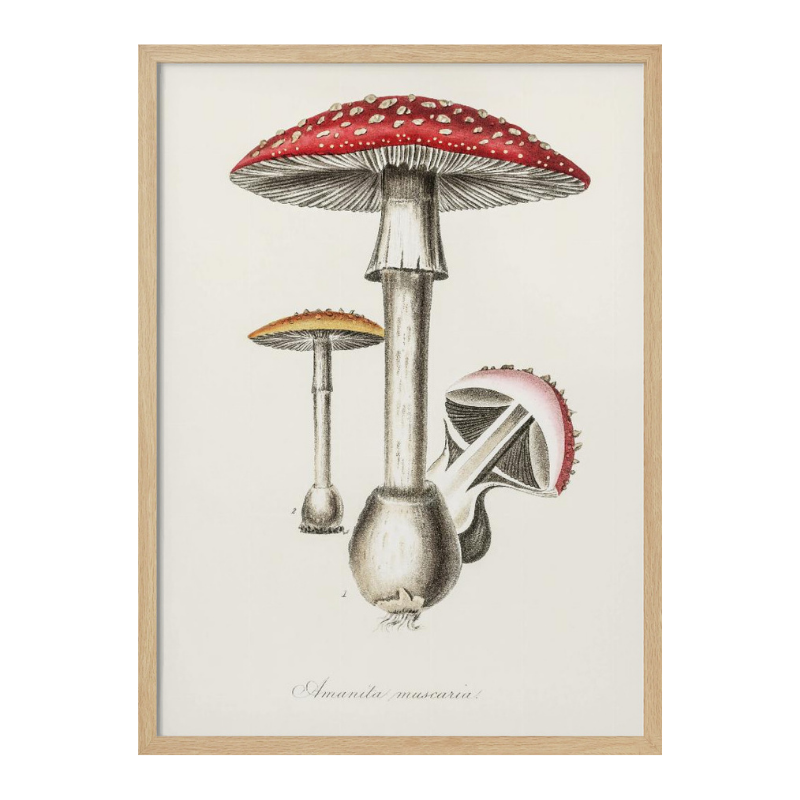 Amanita Muscaria Art Print