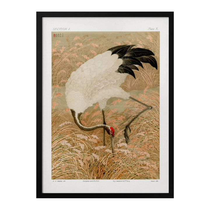 Cuadro "Sarus Crane In Rice Field"