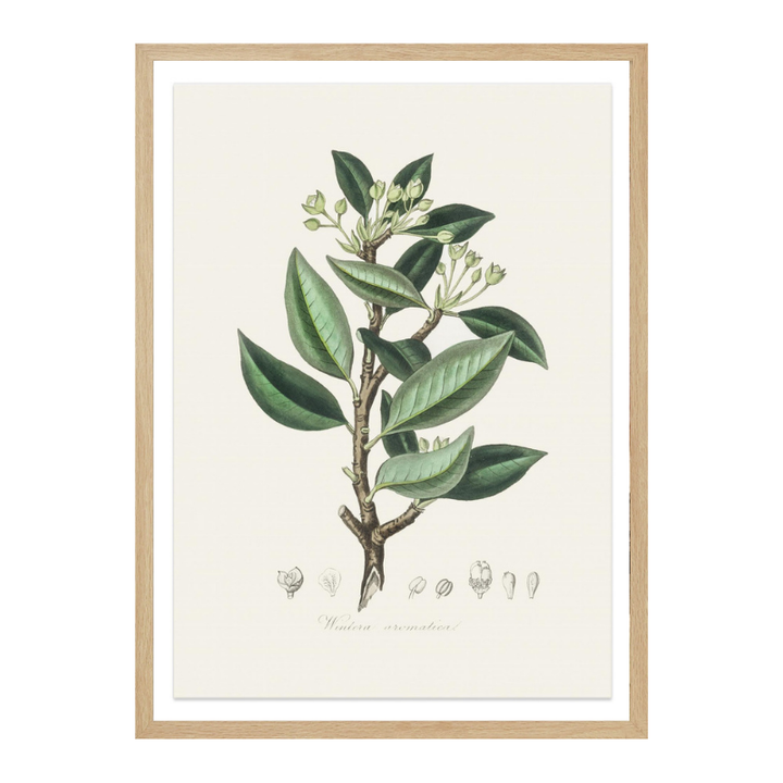 Wintera Aromatica Medical Botany Art print