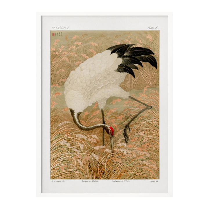 Cuadro "Sarus Crane In Rice Field"