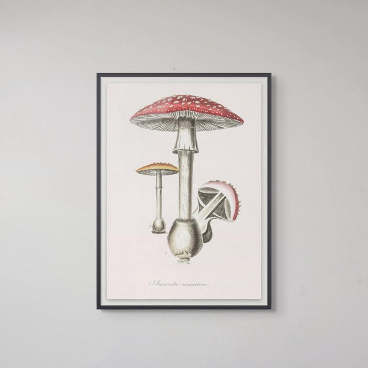 Amanita Muscaria Art Print