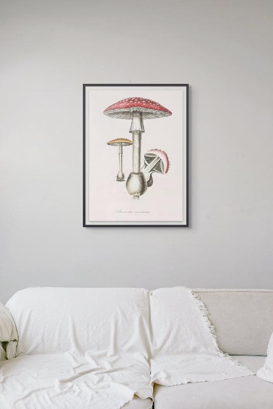 Amanita Muscaria Art Print