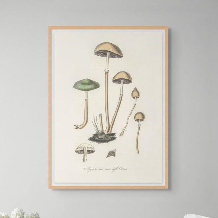 Agaricus Semiglobatus Art Print