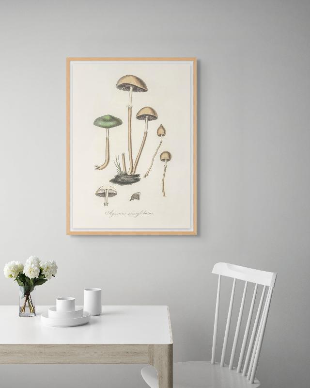 Agaricus Semiglobatus Art Print