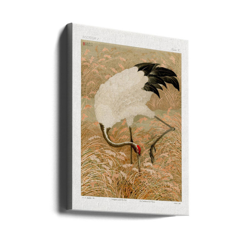 Cuadro "Sarus Crane In Rice Field"
