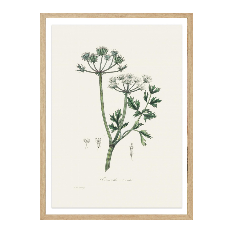 Water Dropwort (onanthe Grocata) Medical Botany Art print