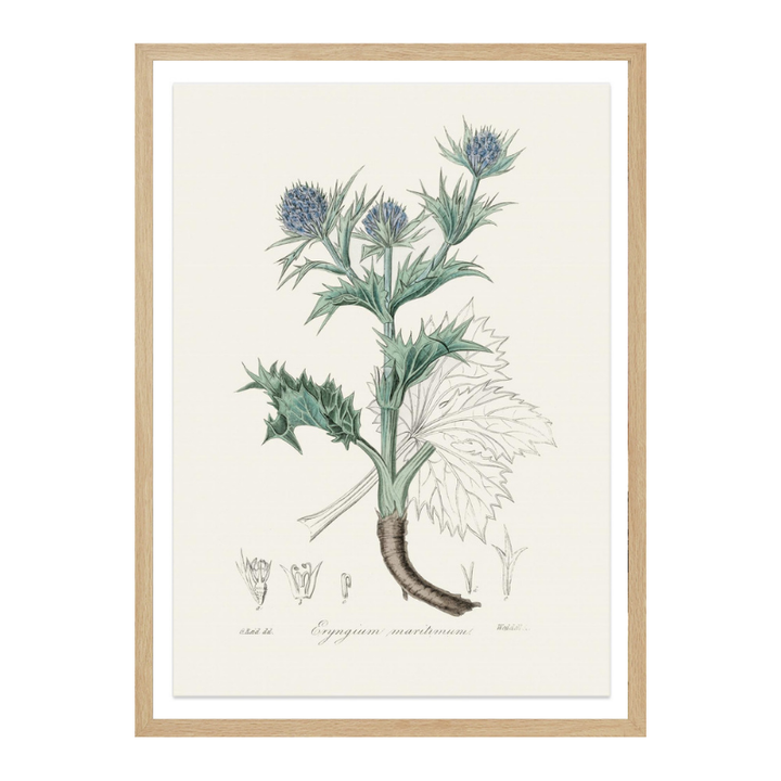 The Sea Holly (eryngium Mmaritimum) Medical Botany Art print