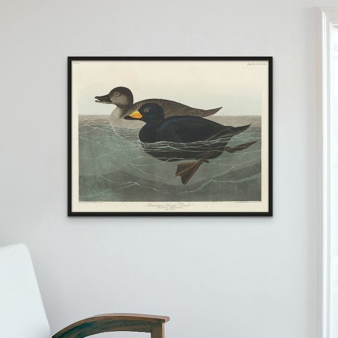 American Scoter Duck From Birds of America (1827) Art Print