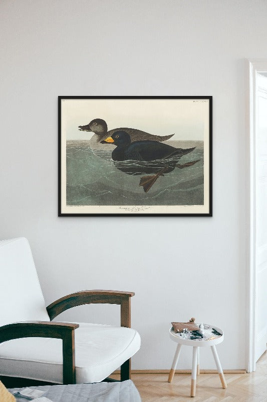 American Scoter Duck From Birds of America (1827) Art Print