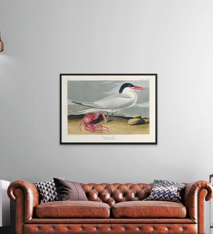 Cayenne Tern From Birds of America (1827) Art Print