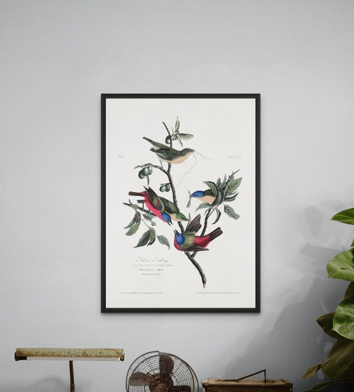 Painted Finch From Birds of America (1827) Art Print