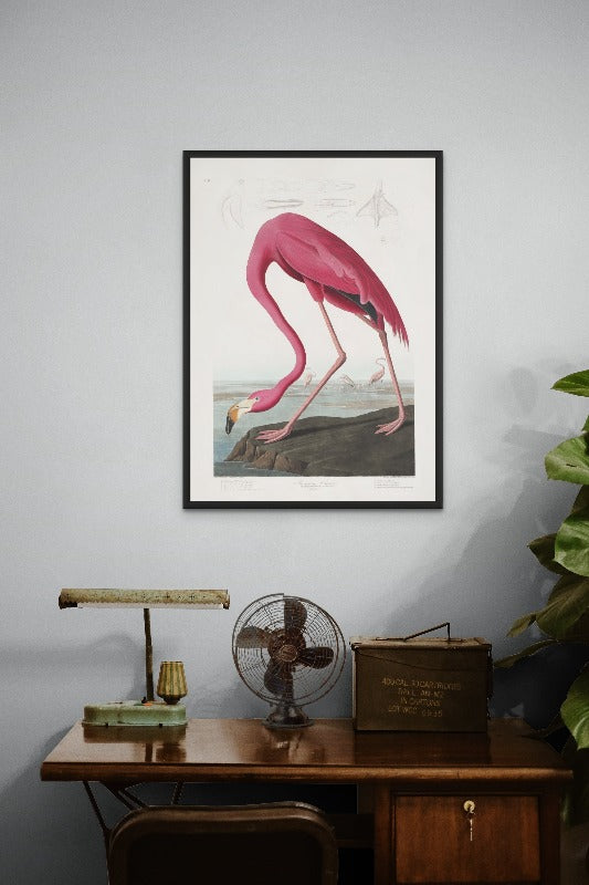 Pink Flamingo From Birds of America (1827) Art Print