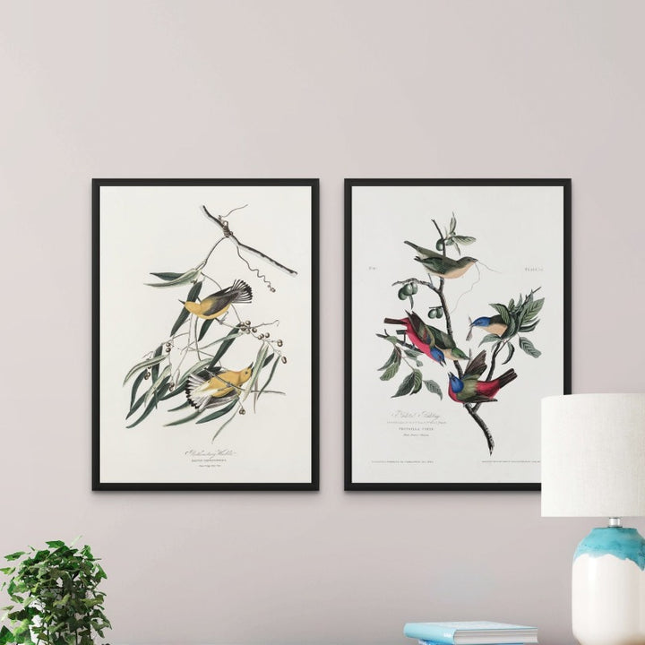 Set "Painted Finch From Birds of America (1827)" + "Prothonotary Warbler From Birds of America (1827)" Art Prints