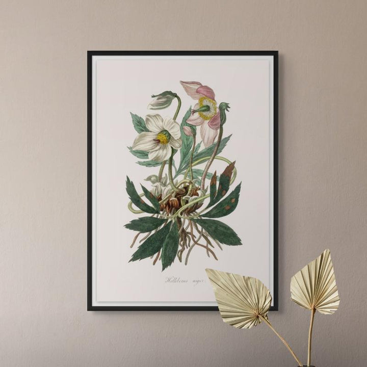 Christmas Rose (helleborus Niger)  Medical Botany Art Print