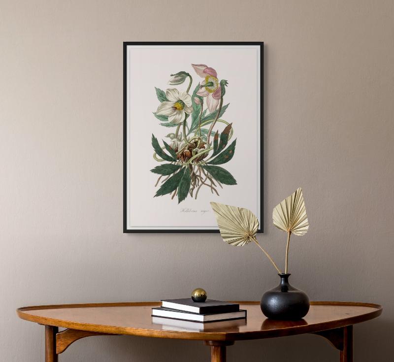 Christmas Rose (helleborus Niger)  Medical Botany Art Print