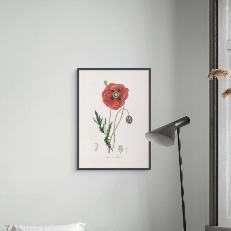 Common Poppy (papaver Rhoeas) Medical Botany Art Print