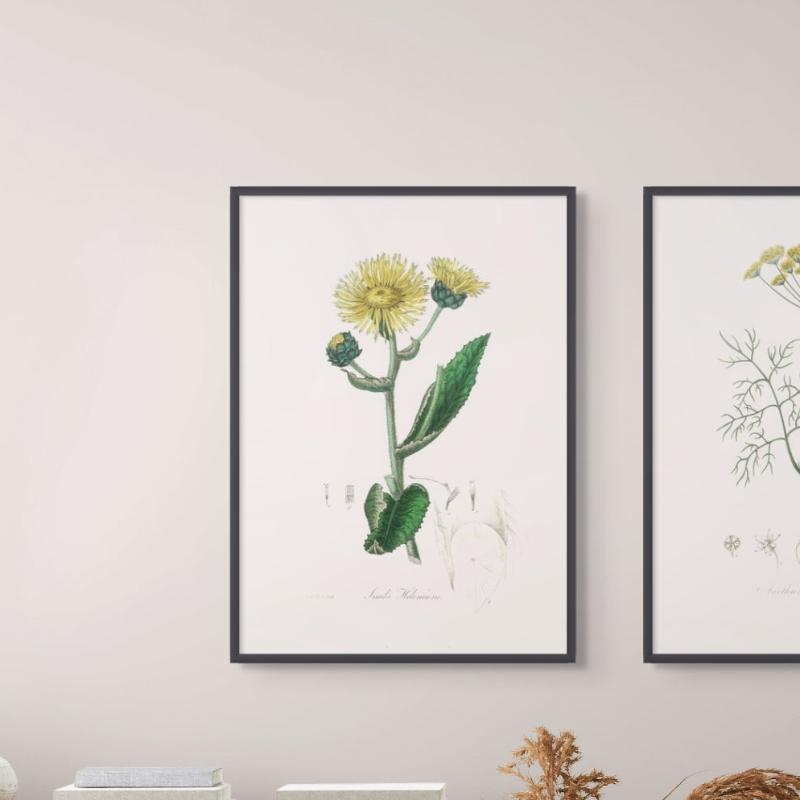 Elecampane (inula Helenium) Medical Botany Art print