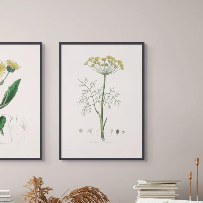 Dill (anethum Graveolens)  Medical Botany Art print