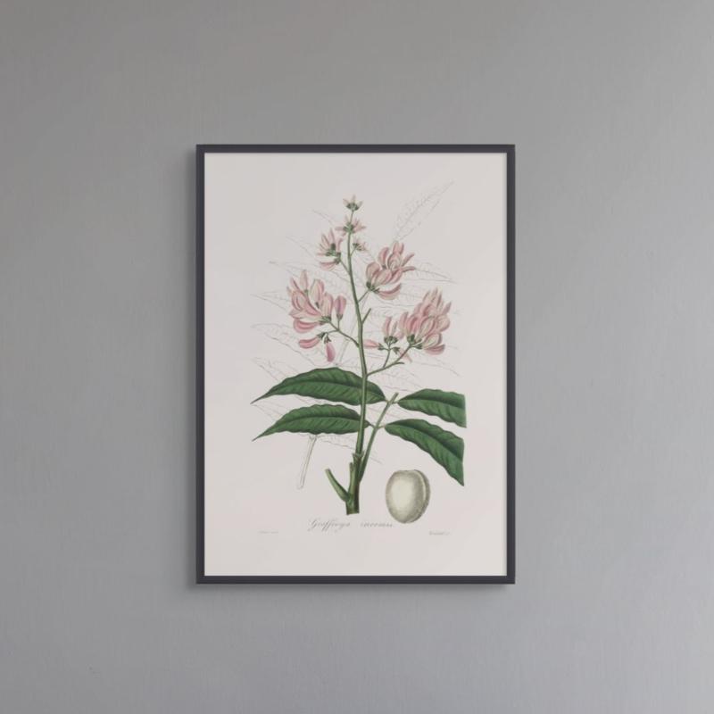 Geoffroya Inermis Medical Botany Art print