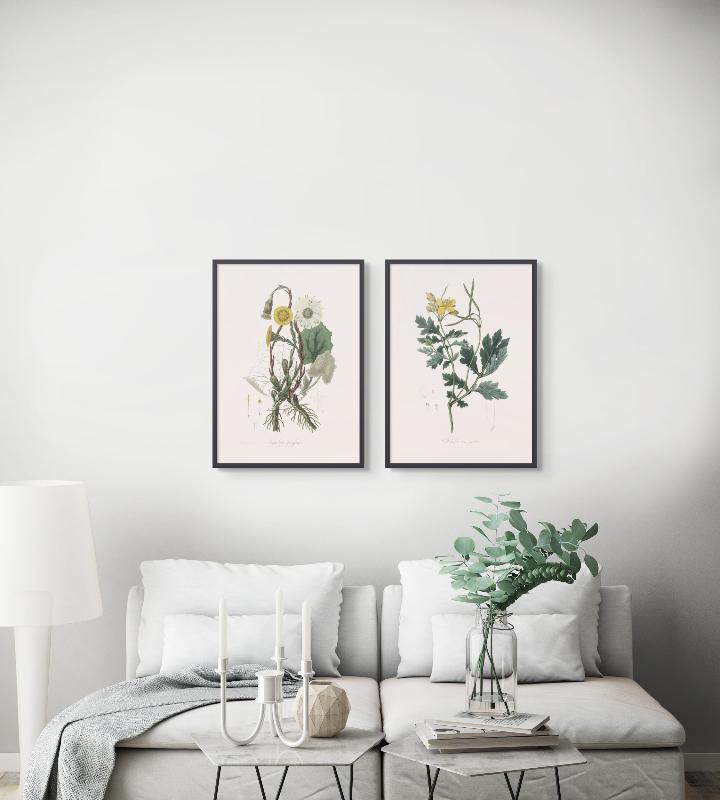 Greater Celandine (chelidonium Majus) Medical Botany Art print