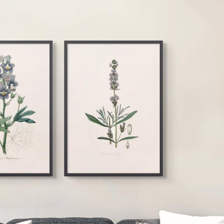 Lavender (lavandula Ipica) Medical Botany Art print