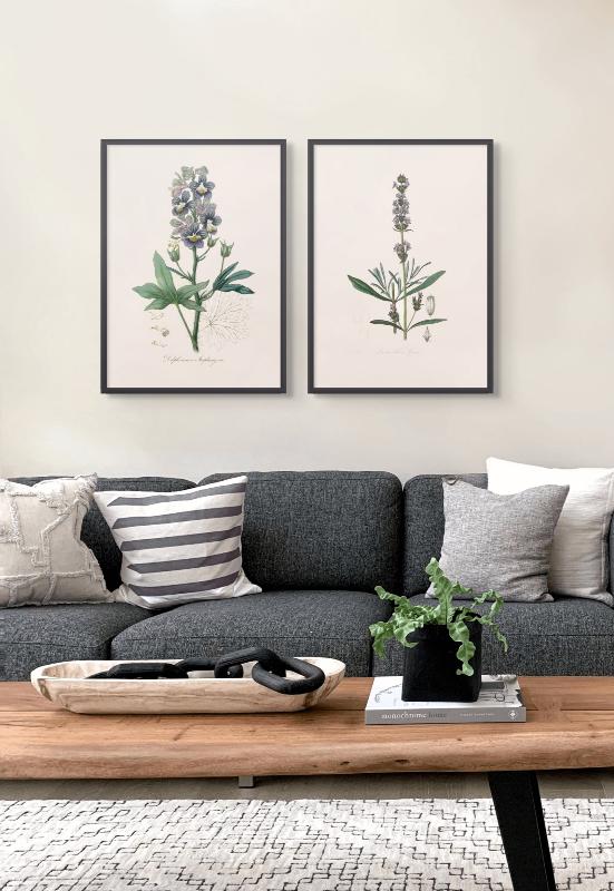 Lavender (lavandula Ipica) Medical Botany Art print