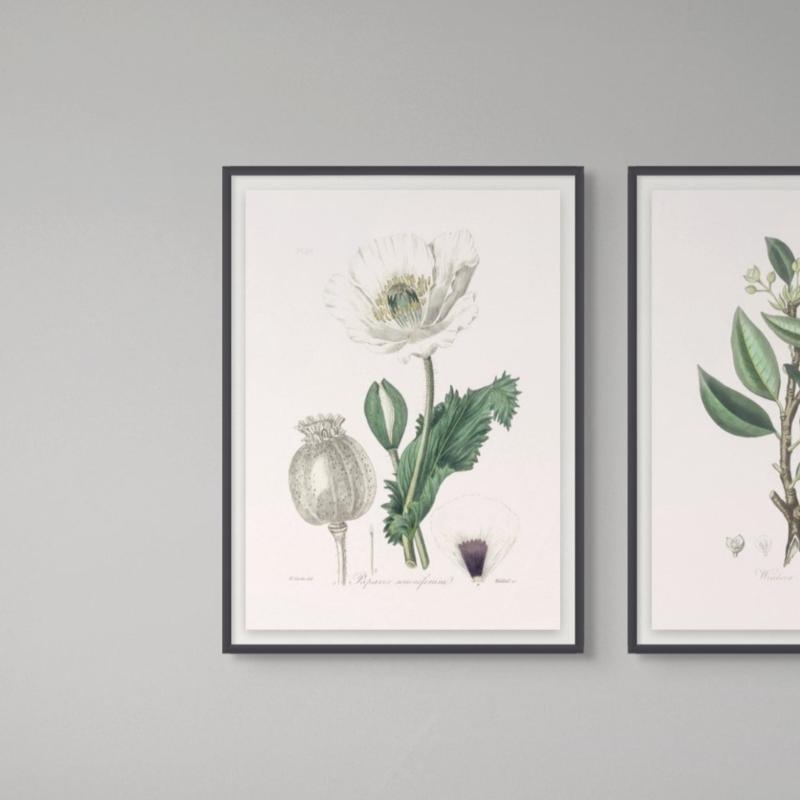 Opium Poppy (papaver Somniferum) Medical Botany Art print