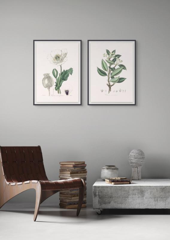 Wintera Aromatica Medical Botany Art print